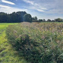 Agro fan sp z o.o. - Zarośnięty teren z wysoką trawą i trzcinami, w tle widoczne drzewa i błękitne niebo z chmurami. Naturalny krajobraz z perspektywą na otwartą przestrzeń.