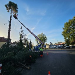 Agro fan sp z o.o. - Pracownik na podnośniku koszowym przycina wysokie drzewo. Na jezdni leżą odcięte gałęzie. W tle budynki i zaparkowane samochody. Słoneczny dzień.
