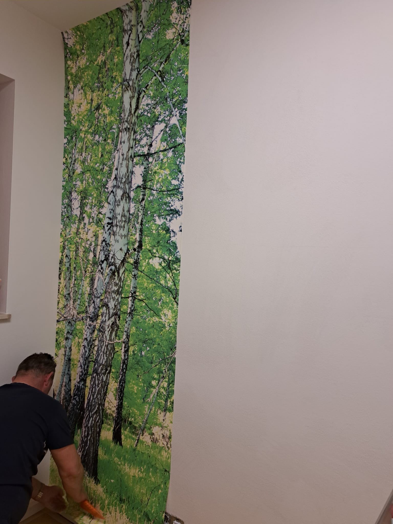 Pracownik wygładza fototapetę z motywem brzozowego lasu na ścianie, widoczna część gładkiej, pomalowanej ściany.