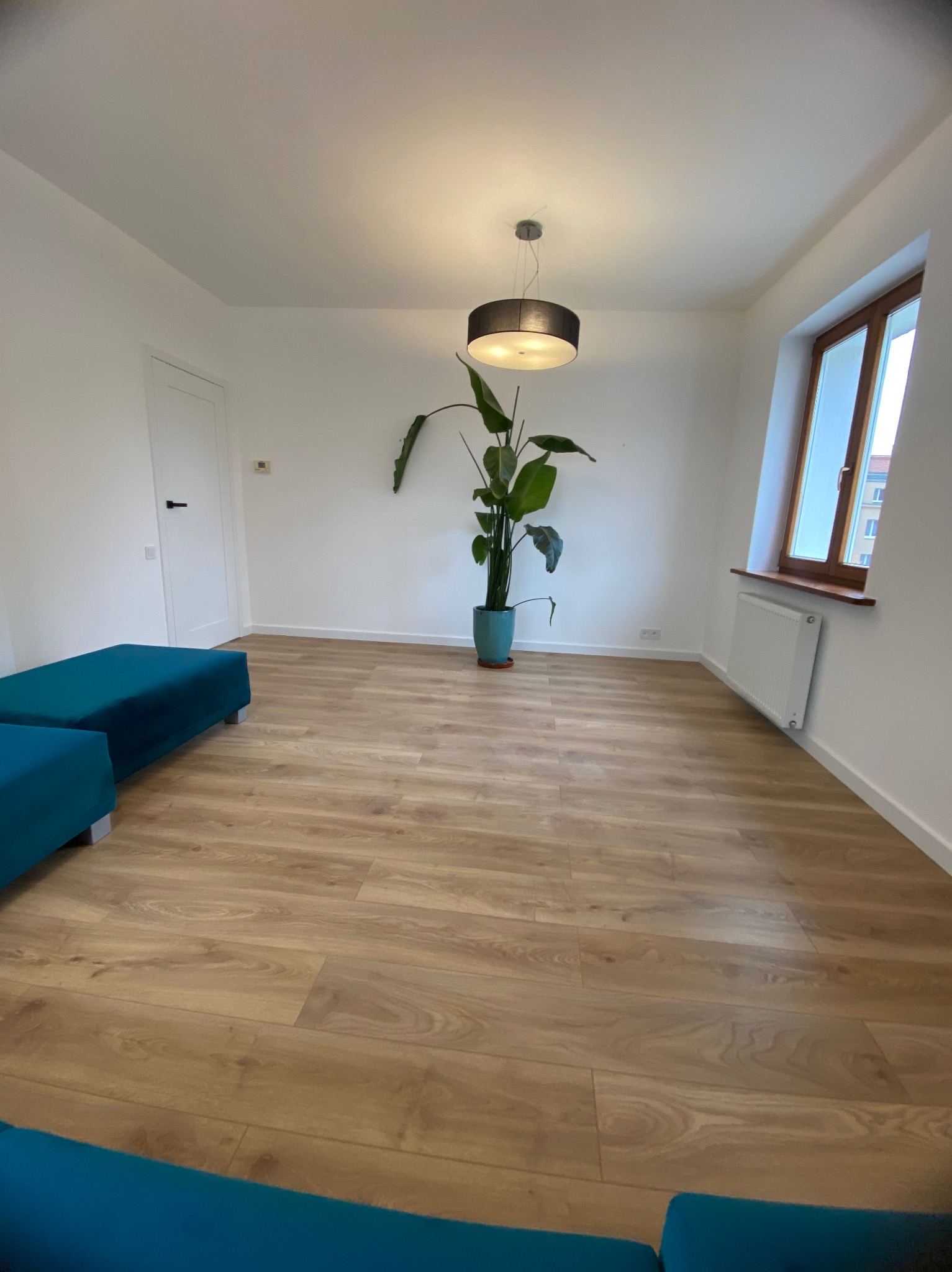 Jasne panele podłogowe w nowocześnie urządzonym pokoju z turkusowymi pufami, wysoką rośliną w donicy i białymi ścianami. Minimalistyczny design z lampą sufitową.