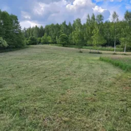 Rozległy trawnik po skoszeniu, z widocznym traktorkiem do koszenia trawy w oddali, otoczony drzewami i zaroślami, z wyraźnym śladem koszenia i pozostałościami trawy.
