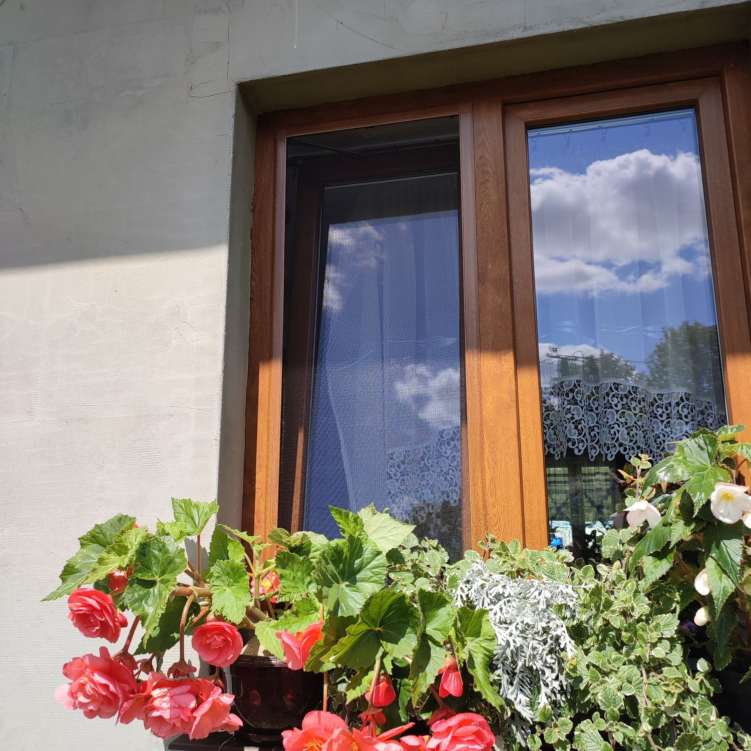 Drewniane okno z założoną siatką przeciw owadom, udekorowane skrzynką z kwitnącymi begoniami i odbiciem chmur na szybie.