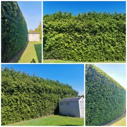 Trawa z rolki Warszawa 4