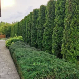 Równy szpaler zielonych tuj, obok niski żywopłot i hortensje, a przed nimi ścieżka z kostki brukowej. Widok na zadbany ogród z perspektywy chodnika.