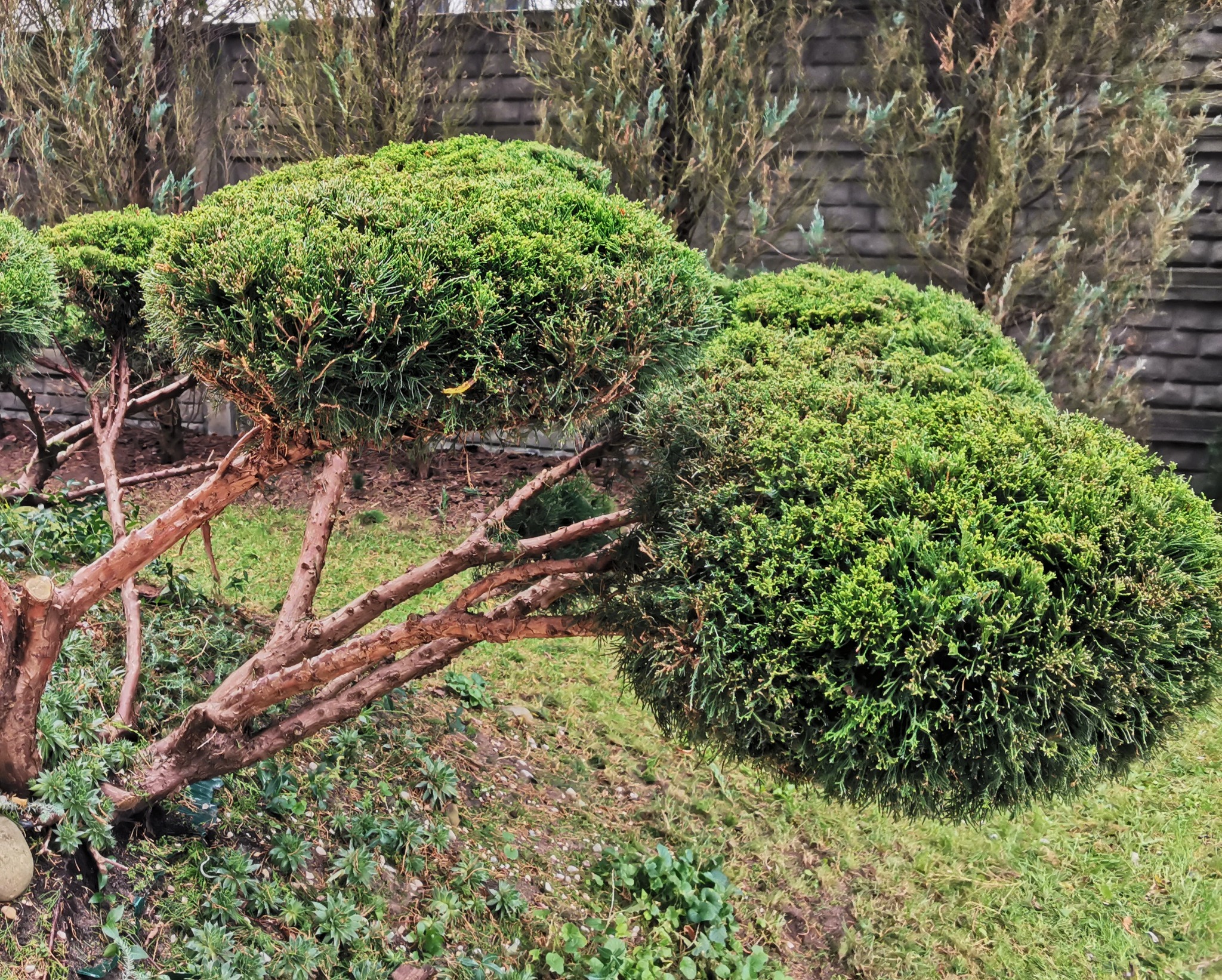 Formowane krzewy iglaste w ogrodzie, przycięte w kuliste kształty, z widocznymi brązowymi pniami i gałęziami, na tle trawnika i drewnianego płotu.