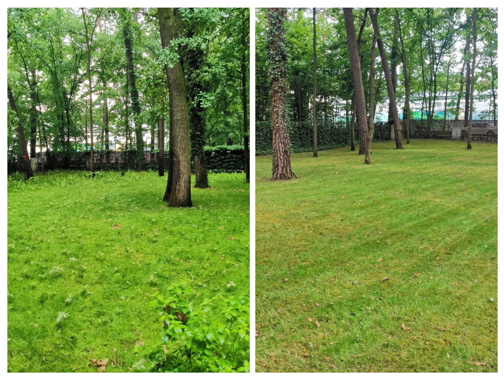 Porównanie trawnika przed i po zabiegach pielęgnacyjnych: po lewej stronie trawa zarośnięta i nierówna, po prawej krótko przystrzyżona z widocznymi pasami koszenia, otoczona drzewami.