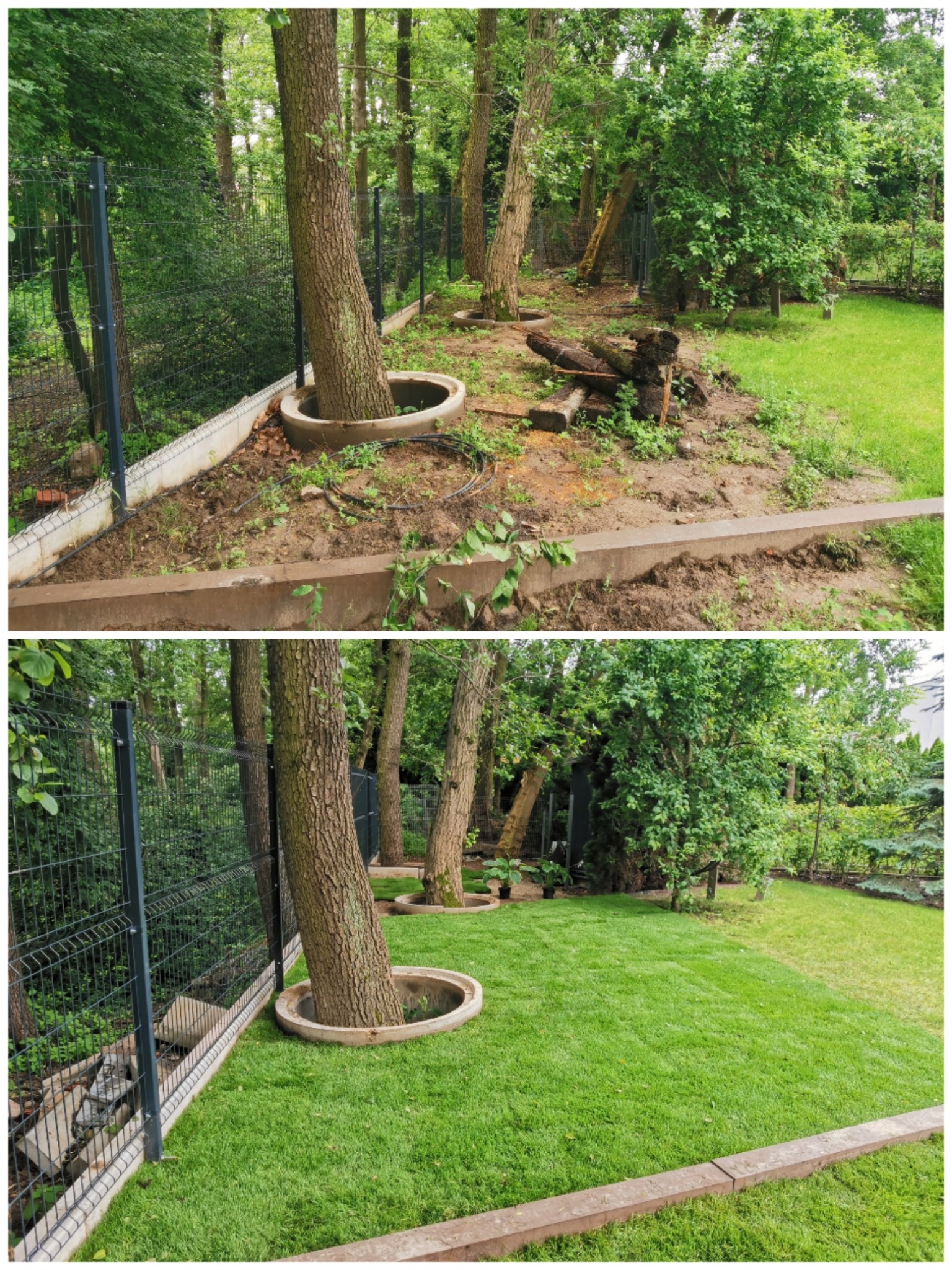Dwuobrazowe ujęcie: teren przed i po założeniu trawnika z rolki, drzewa z betonowymi obrzeżami, ogrodzenie panelowe. Kontrast zieleni i uporządkowania.