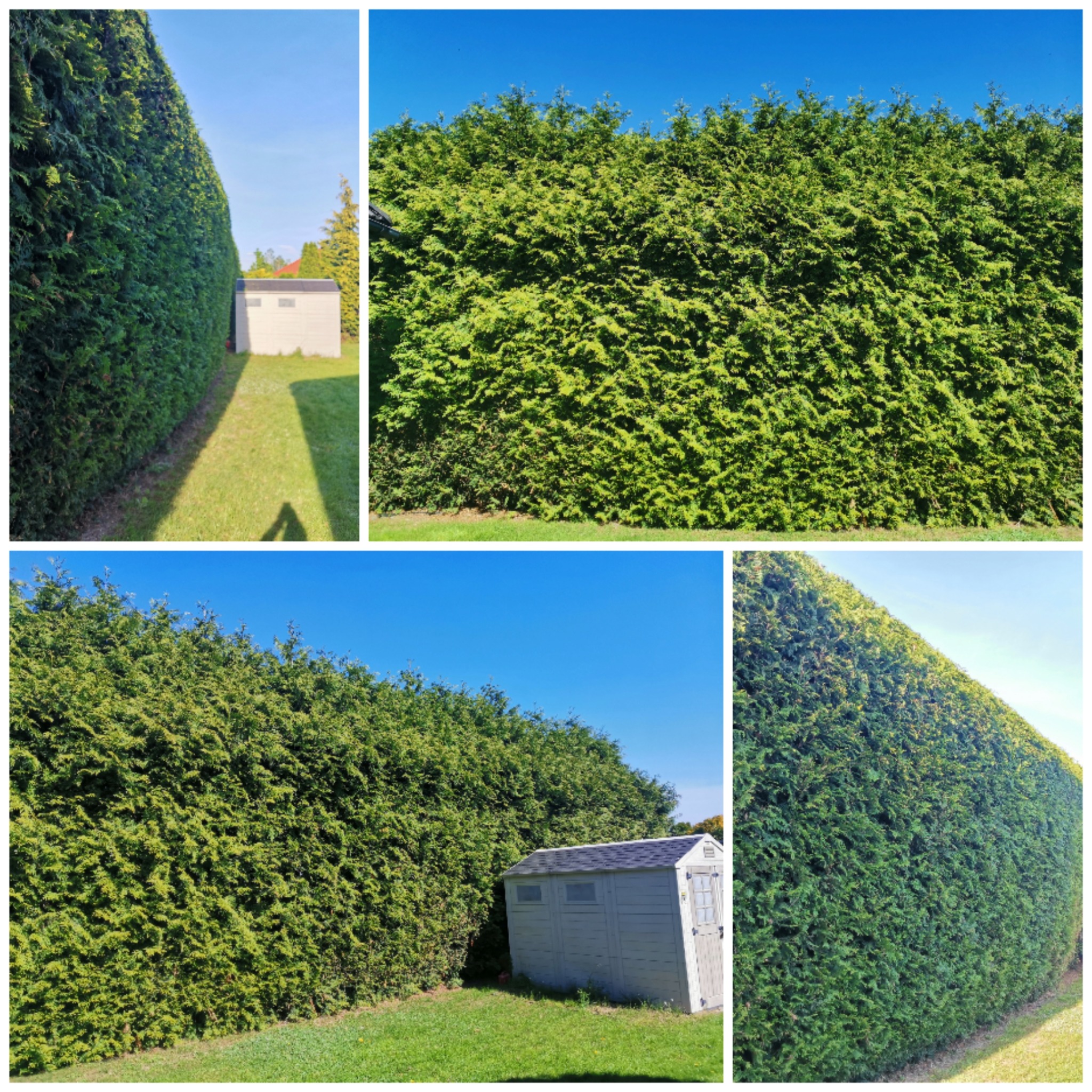 Równa, wysoka ściana z zielonych tuj, tworząca żywopłot w ogrodzie. W tle błękitne niebo i mały, szary domek narzędziowy. Precyzyjne przycięcie.