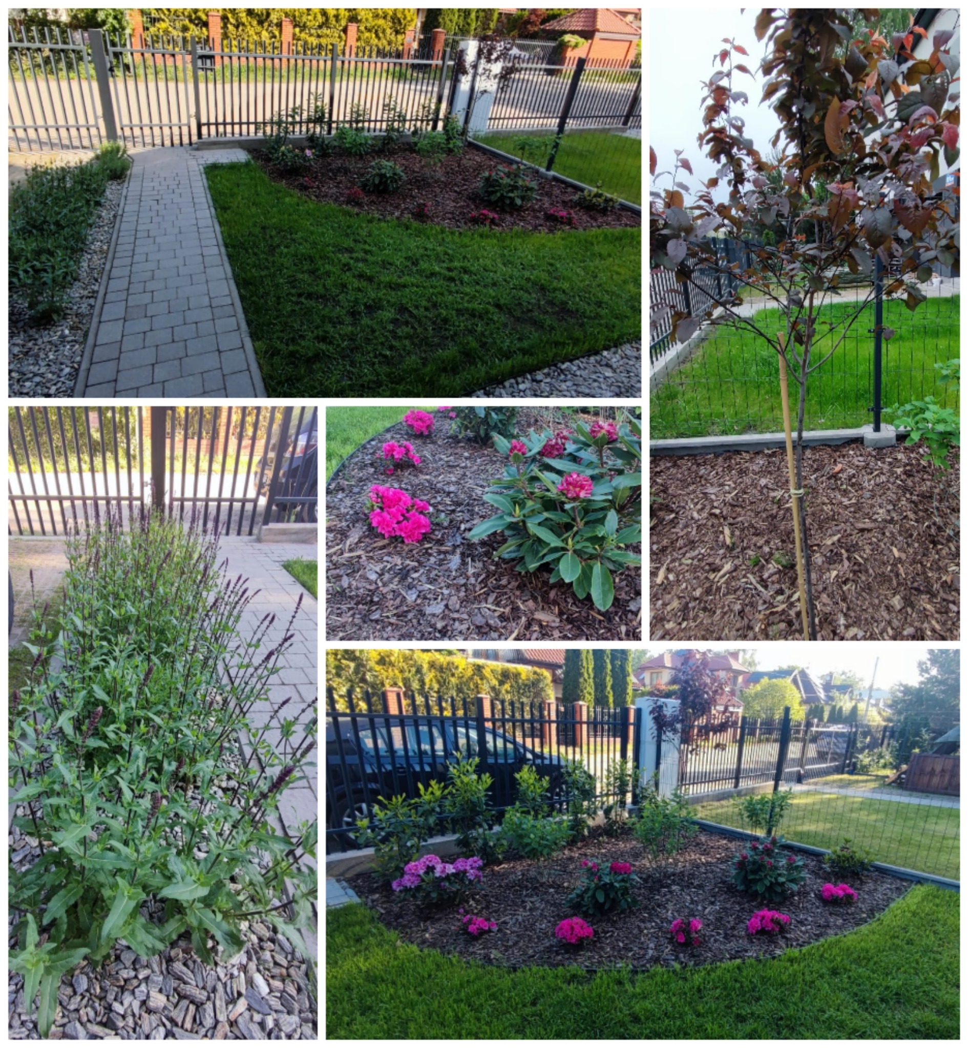 Kompozycja zdjęć ogrodu: trawnik, rabaty z korą i różowymi kwiatami, ścieżka z kostki, drzewo z purpurowymi liśćmi, ozdobne rośliny wzdłuż ogrodzenia.