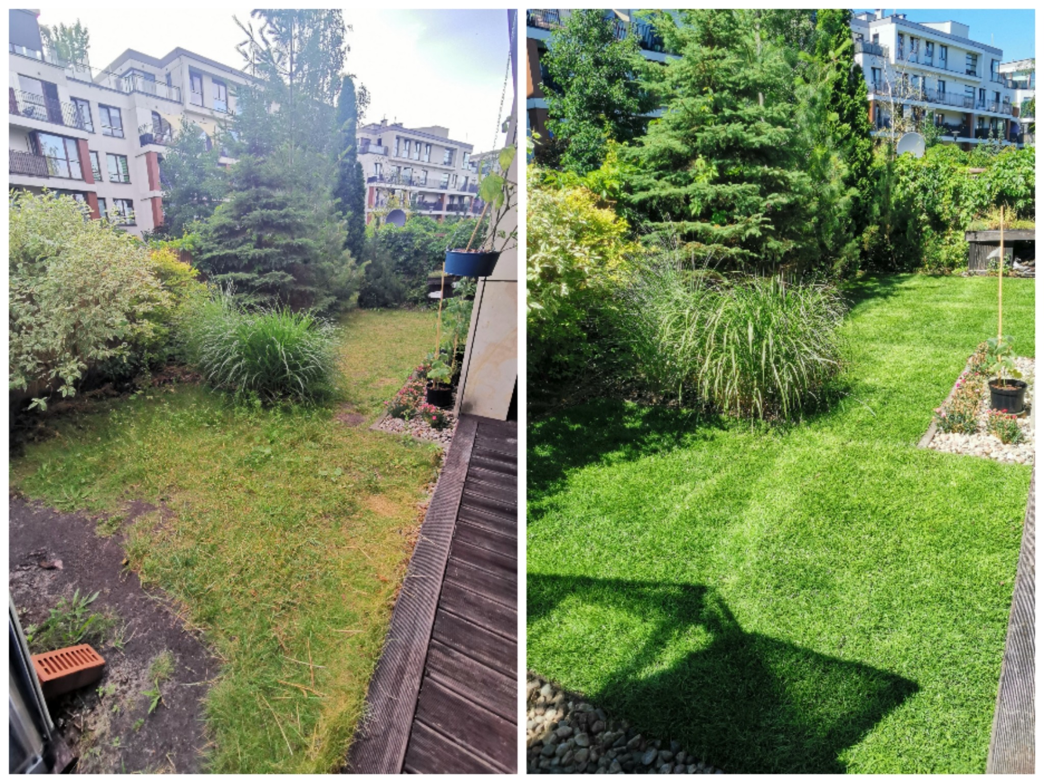 Zdjęcie 'przed i po' ukazujące metamorfozę trawnika: zaniedbana trawa po lewej, a po prawej gęsty, zielony trawnik z widocznymi śladami po kosiarce i dekoracyjnymi kamieniami.