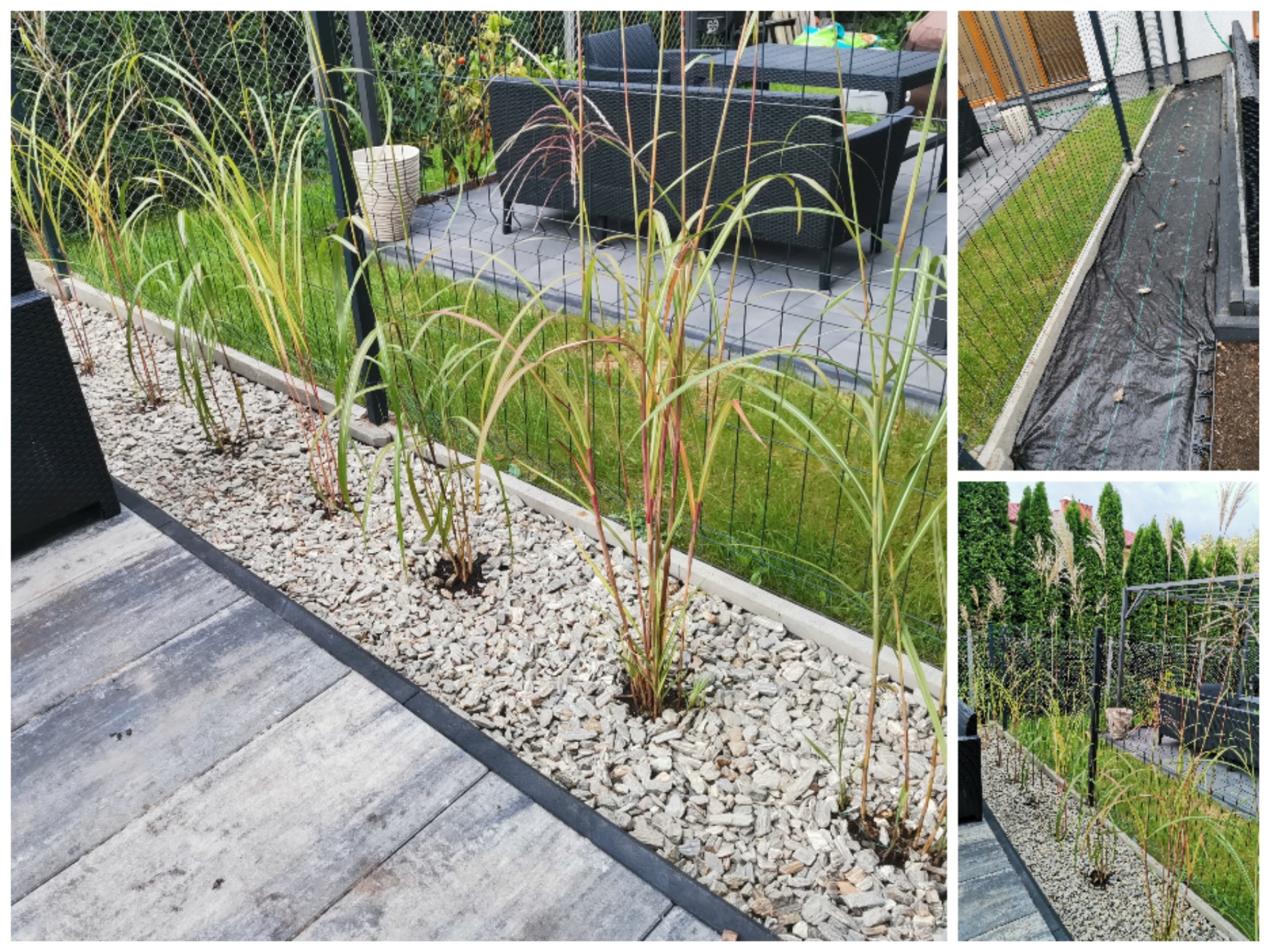 Dekoracyjne trawy ozdobne posadzone w rabacie z kamyków, oddzielonej obrzeżem od szarych płyt chodnikowych. W tle meble ogrodowe i zielony trawnik za siatką.