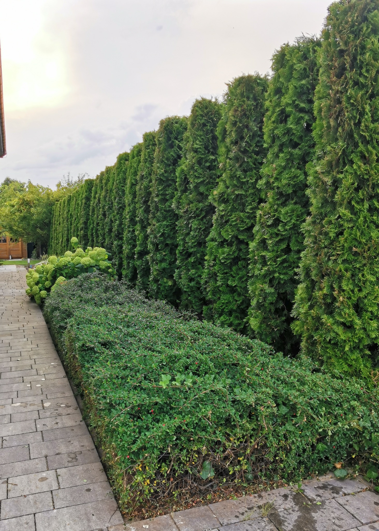 Równy szpaler zielonych tuj, obok niski żywopłot i hortensje, a przed nimi ścieżka z kostki brukowej. Widok na zadbany ogród z perspektywy chodnika.