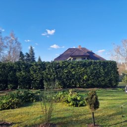 Wycinka drzew Kraków 1