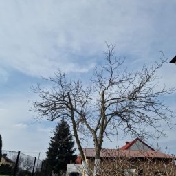 Wycinka drzew Kraków 2