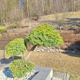 Wycinka drzew Kraków 3