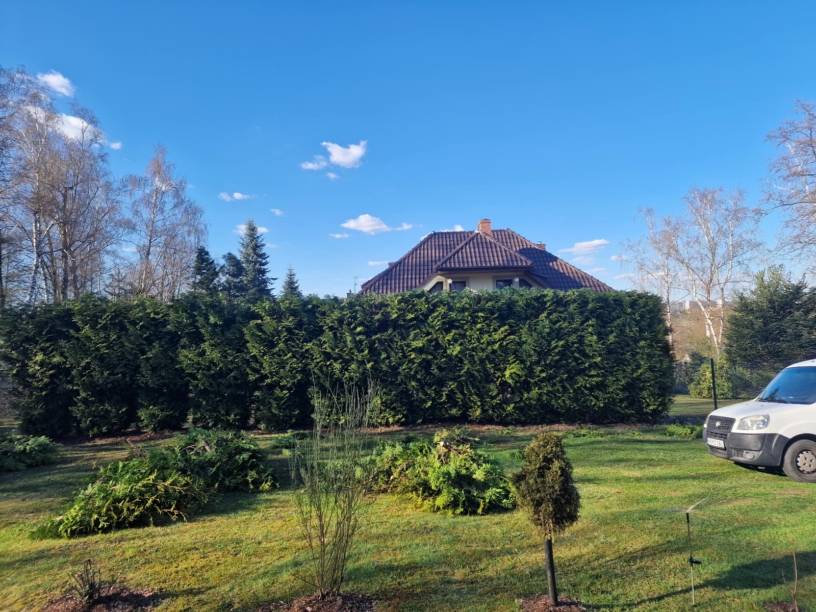 Starannie przystrzyżony żywopłot z tui szmaragd, z resztkami po przycinaniu na trawniku, na tle domu z brązowym dachem i błękitnego nieba.