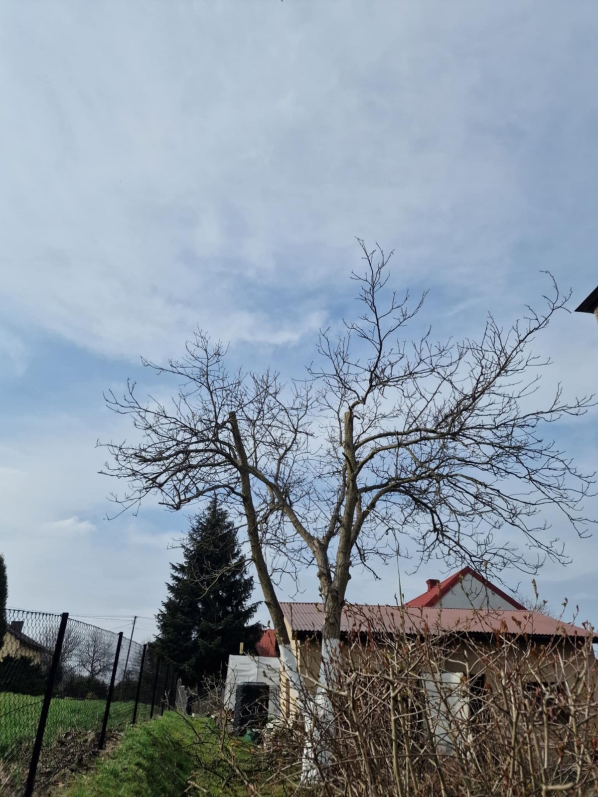 Drzewo po przycince z pomalowanymi na biało pniami, na tle błękitnego nieba z chmurami i zabudowań. Widoczna korona bez liści, gałęzie po cięciu.