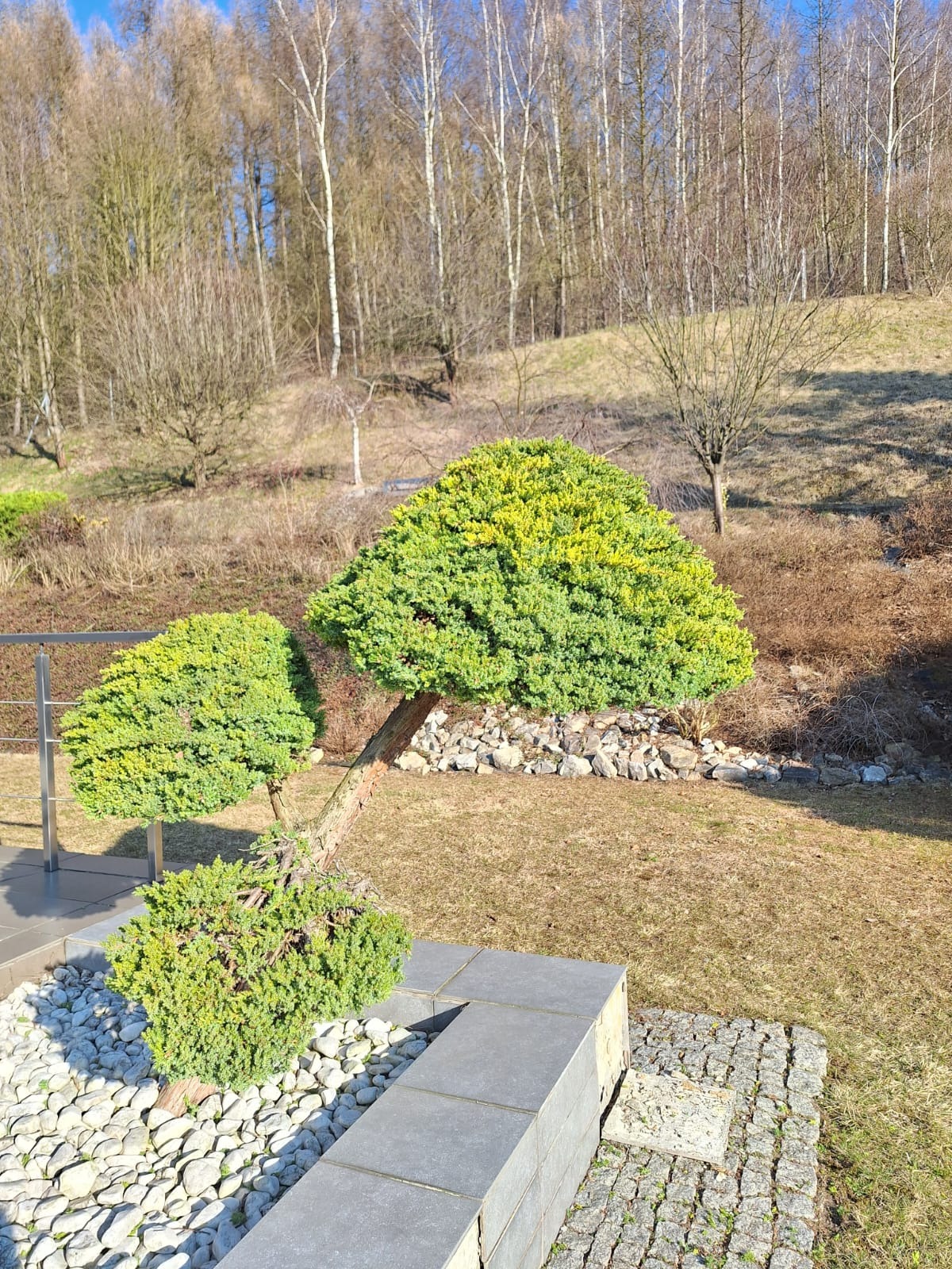 Formowany krzew iglasty o kulistych koronach, otoczony białymi kamieniami i szarą kostką brukową. W tle drzewa liściaste na wzgórzu.