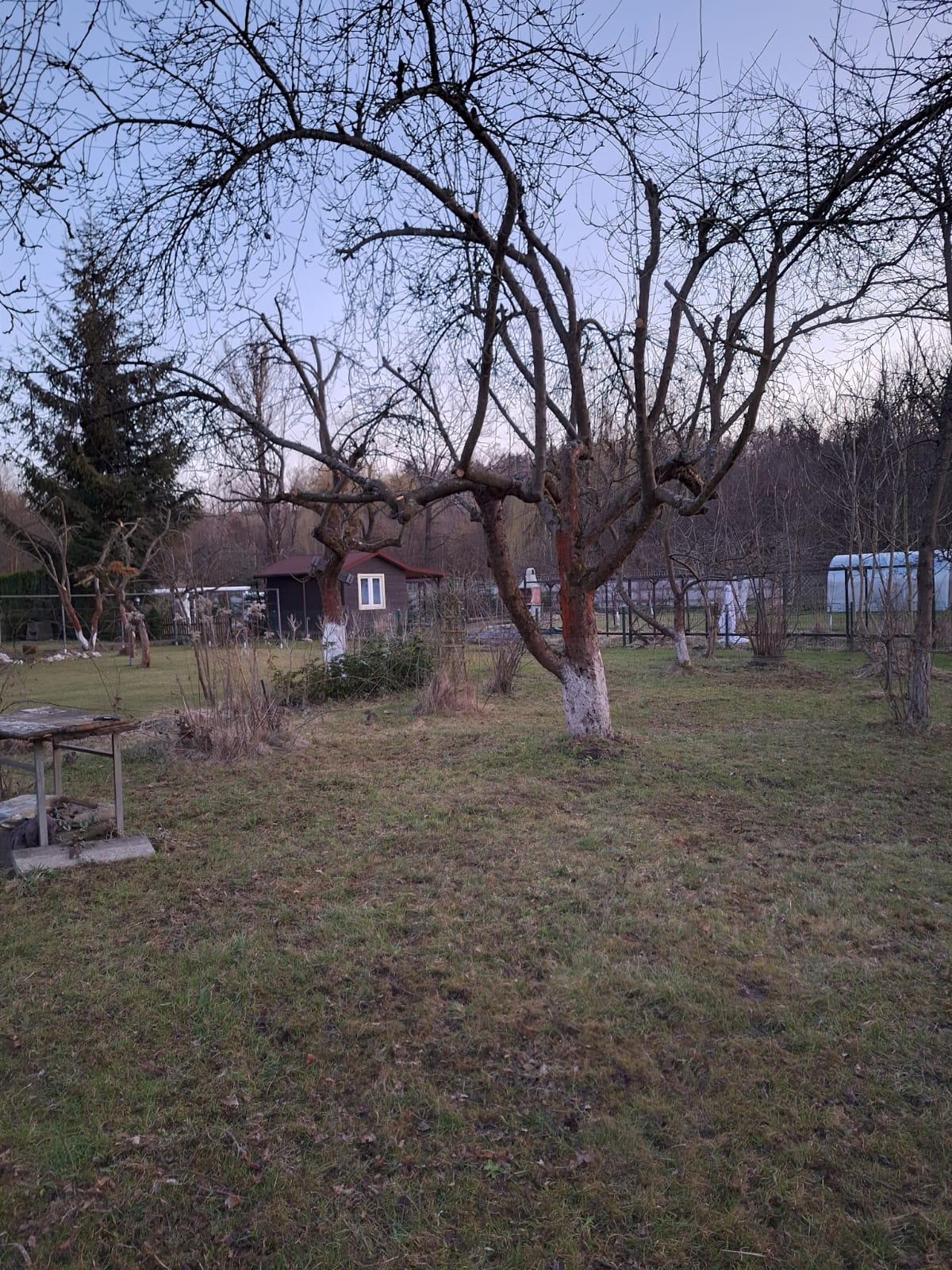 Jesienny ogród z drzewami o nagich gałęziach, niektóre z pomalowanymi na biało pniami, mała szopa z brązowymi ścianami i białym oknem w tle.