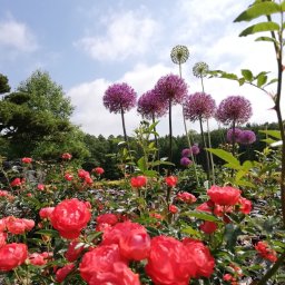 Projektowanie ogrodów Rzeszów 4