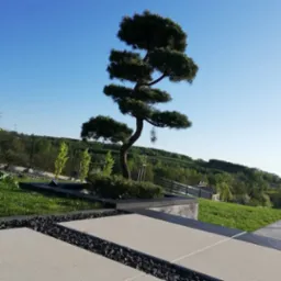 Uformowane drzewko bonsai w nowoczesnym ogrodzie z jasnymi płytami chodnikowymi i czarnym żwirem, w tle zielone wzgórza i błękitne niebo.