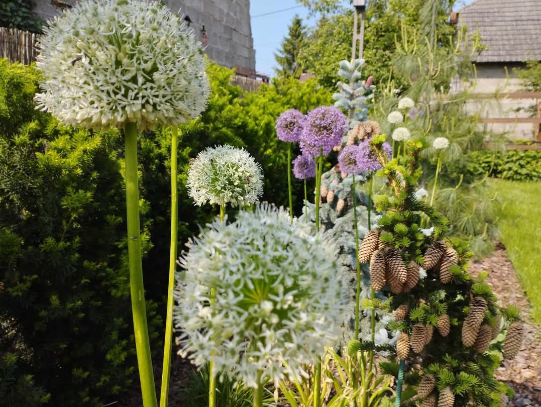 Kwitnące czosnki ozdobne w odcieniach bieli i fioletu, w tle iglaki obsypane szyszkami, aranżacja ogrodu w słoneczny dzień.