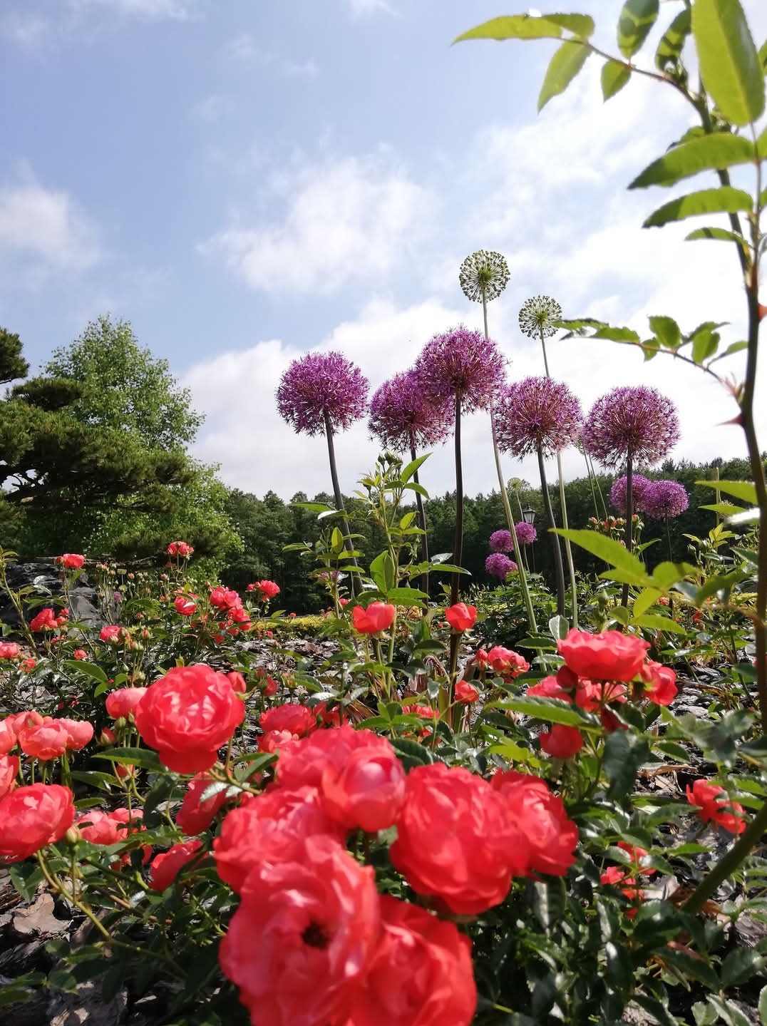 Kwitnący ogród z czerwonymi różami na pierwszym planie i fioletowymi czosnkami ozdobnymi w tle, pod błękitnym niebem z lekkimi chmurami.