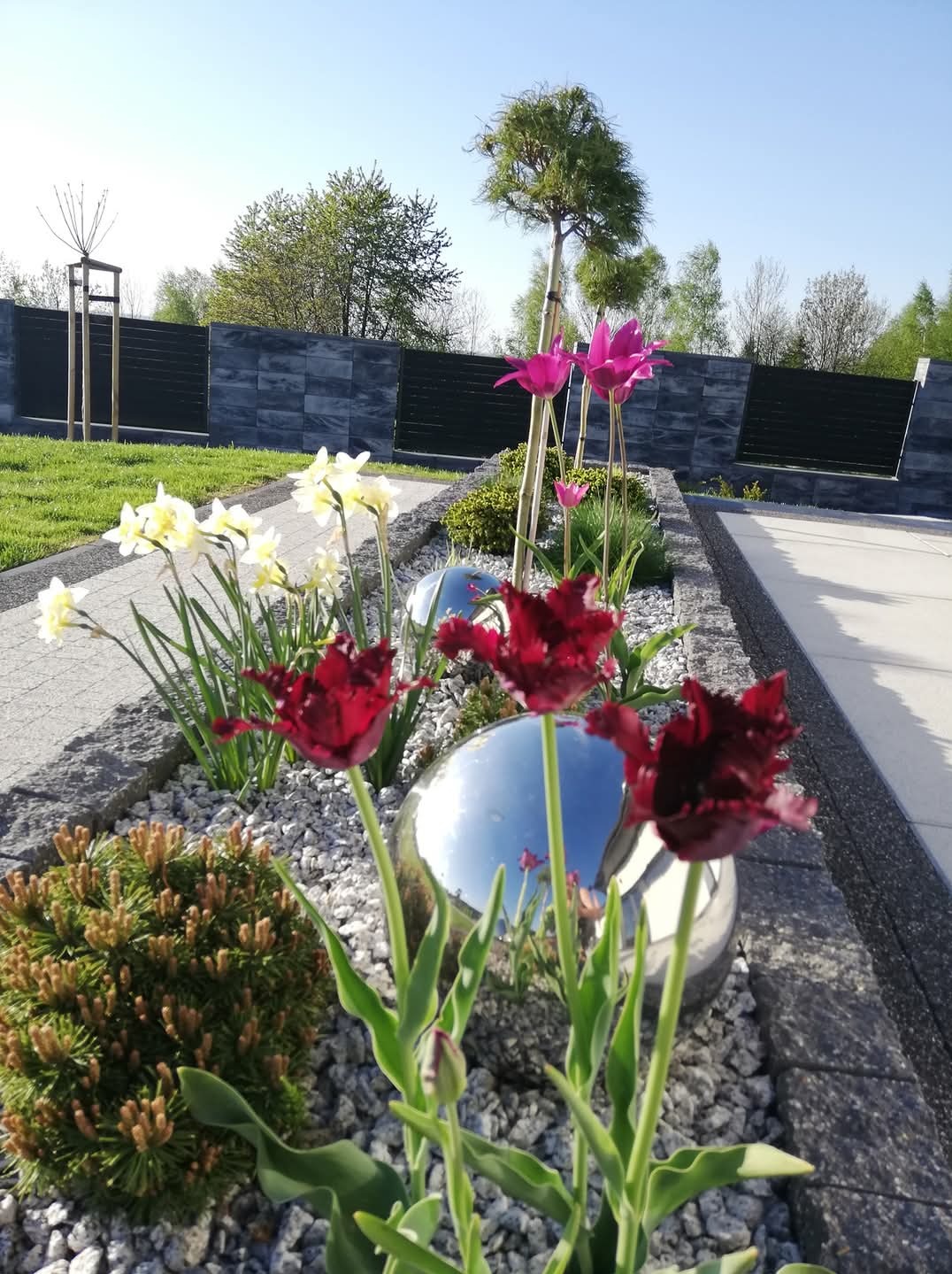 Kadr na rabatę z bordowymi tulipanami, białymi narcyzami i srebrnymi kulami, otoczoną szarym kamieniem i kostką, z widocznym trawnikiem i nowoczesnym ogrodzeniem w tle.