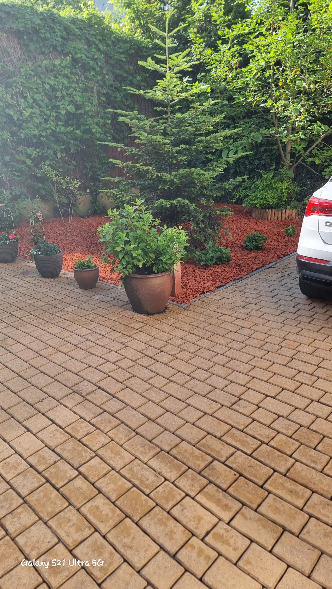 Żółta kostka brukowa prowadzi do ogrodu z drzewami, krzewami i korą rozsypaną jako ściółka, donice z roślinami stoją na kostce, fragment białego samochodu w tle.
