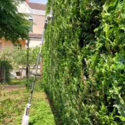 Wysoki żywopłot z iglaków przycinany elektrycznymi nożycami na wysięgniku; świeżo ścięte gałązki leżą na trawie obok.