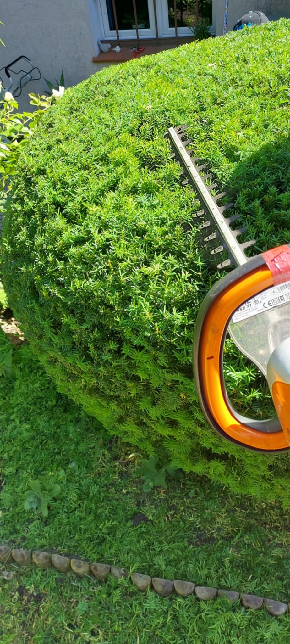 Przycinanie kulistego krzewu iglastego przy użyciu elektrycznych nożyc do żywopłotu z pomarańczową obudową, widok z bliska na ostrze i gałęzie.