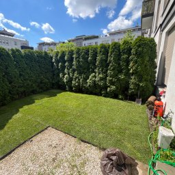 Duodym - Świeżo rozłożony trawnik z rolki w ogrodzie miejskim, widoczne tuje wzdłuż ogrodzenia, fragment wyłożony kamykami, narzędzia ogrodnicze i rolki trawy w tle, słoneczny dzień.