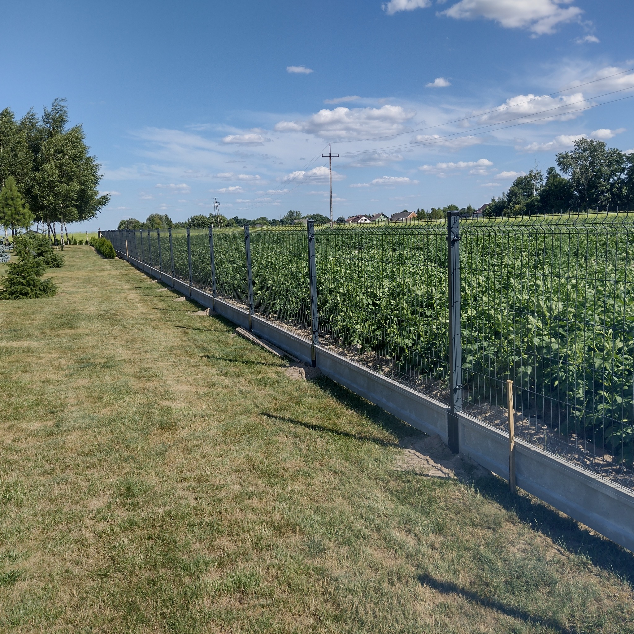 Długie ogrodzenie panelowe z podmurówką betonową w Wieluniu, oddzielające trawnik od upraw, widok w słoneczny dzień.