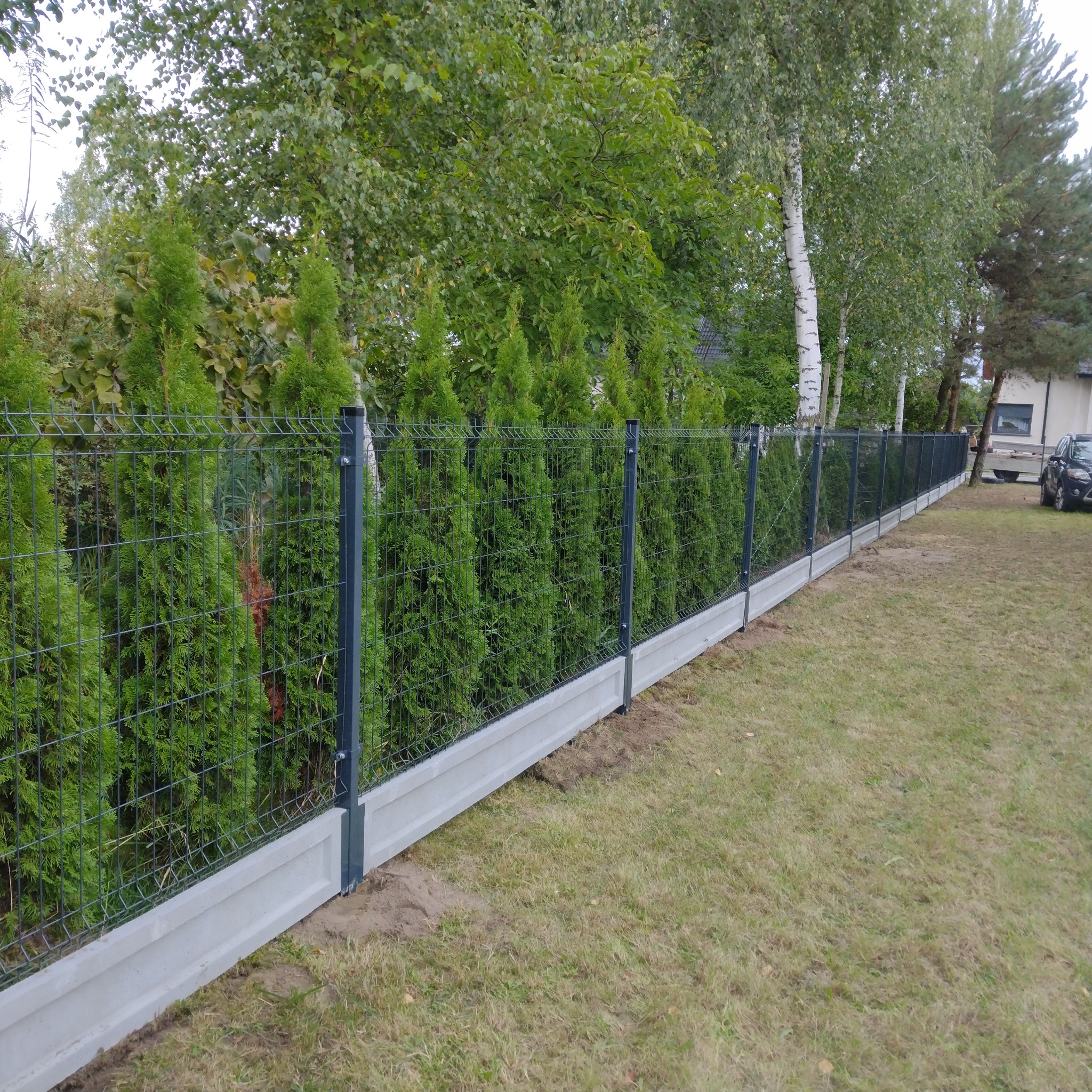 Długie ogrodzenie panelowe z podmurówką betonową, za którym rosną wysokie tuje i drzewa liściaste, widoczne z boku na trawniku.