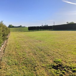 Usługi ogrodniczo budowlane Marcin Ostojski - Rozległy trawnik z równo przyciętą trawą, otoczony żywopłotem z tuj i kamienną ścieżką, w tle widoczne rzędy upraw rolnych i linia drzew pod błękitnym niebem.