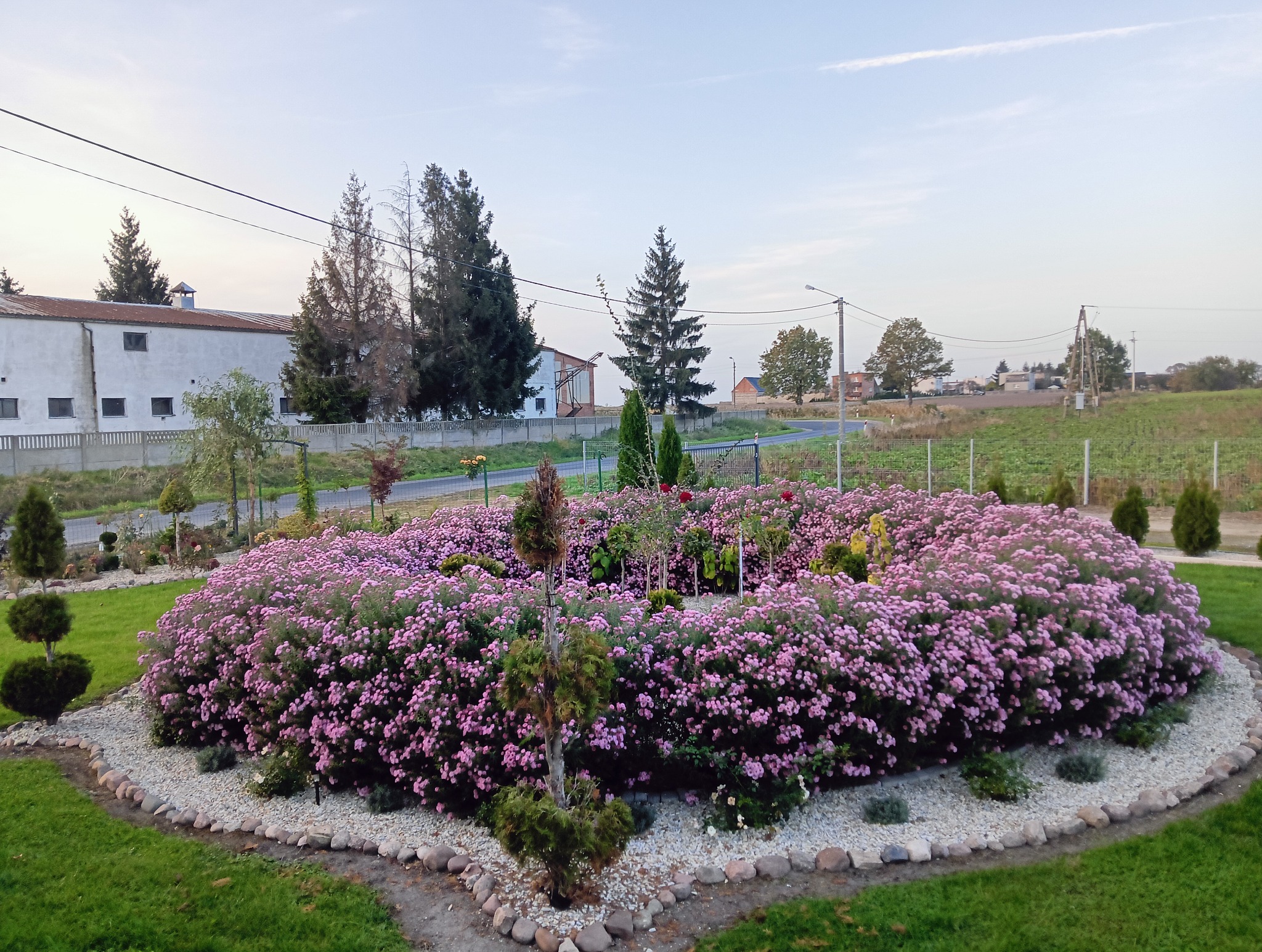 Okrągły klomb z obficie kwitnącymi, różowymi chryzantemami otoczony białym żwirem i kamieniami, z formowanymi krzewami i młodymi drzewkami iglastymi w tle krajobrazu wiejskiego.