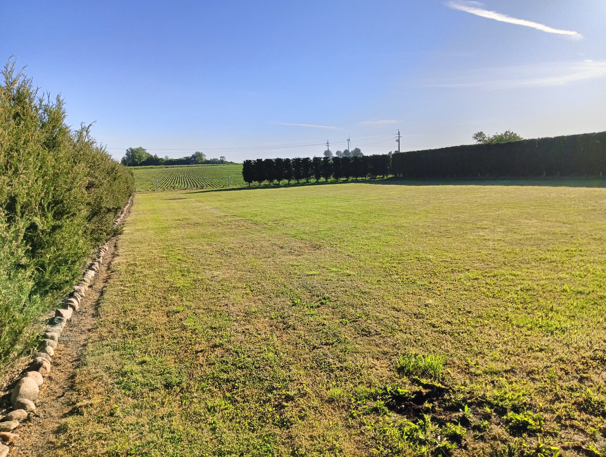 Rozległy trawnik z równo przyciętą trawą, otoczony żywopłotem z tuj i kamienną ścieżką, w tle widoczne rzędy upraw rolnych i linia drzew pod błękitnym niebem.