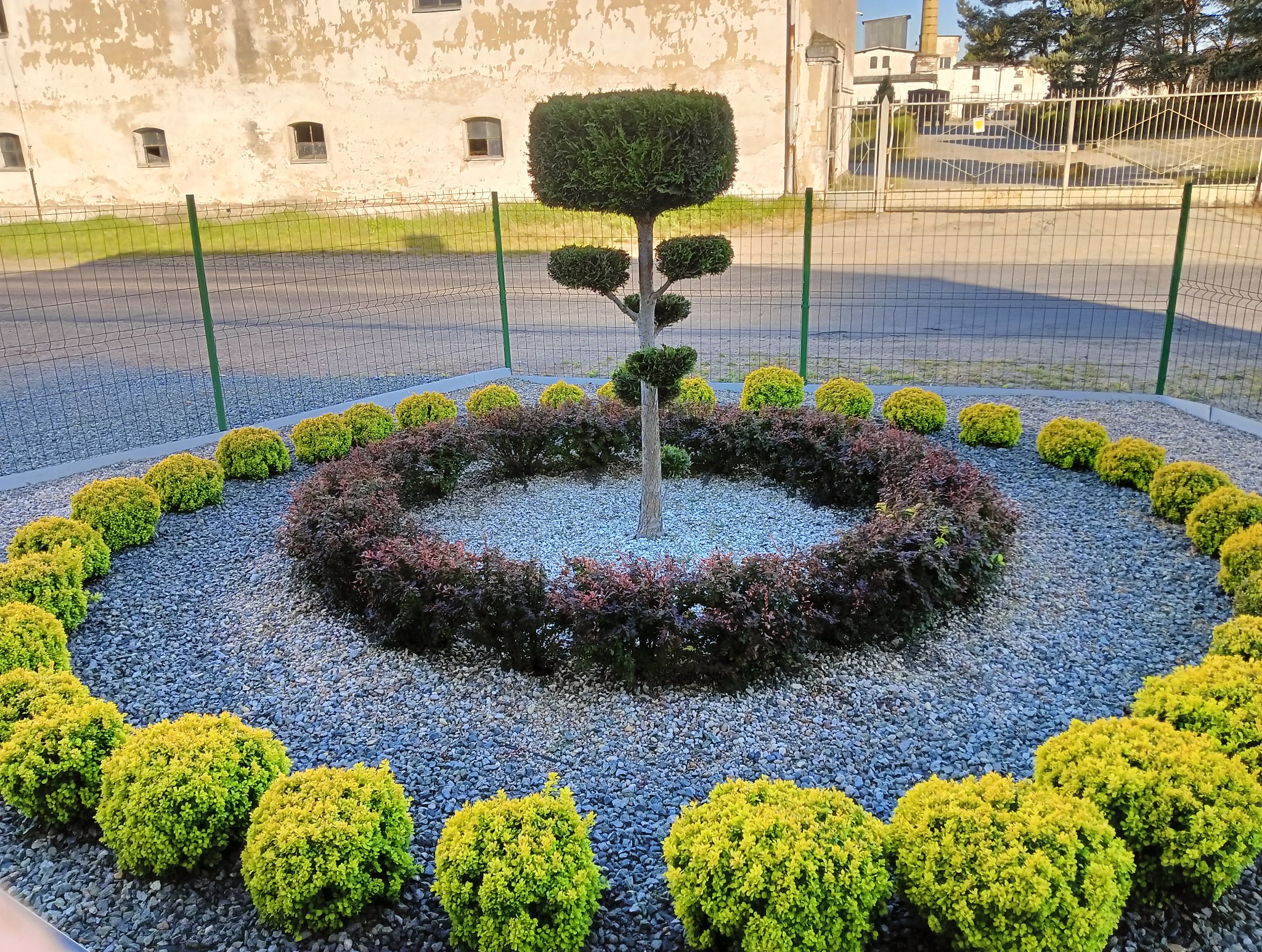 Ogród z centralnie umieszczonym drzewem formowanym w geometryczne bryły, otoczonym pierścieniem z bordowych krzewów i obwódką z żółtych, kulistych roślin, wszystko na tle szarego żwiru.