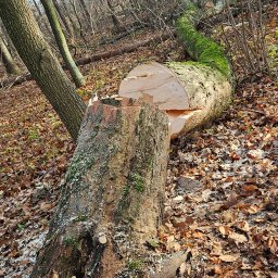 Wycinka drzew Radłów 2