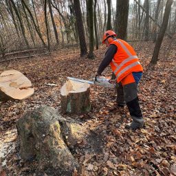 Wycinka drzew Radłów 1