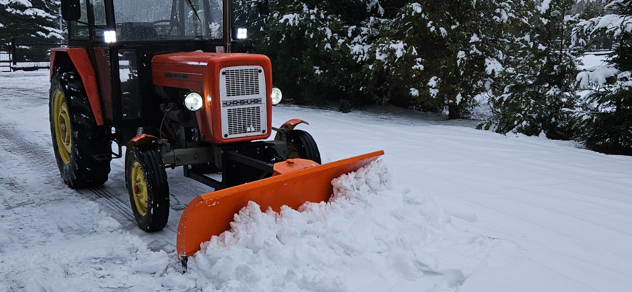 Pomarańczowy traktor Ursus z pługiem odśnieżającym, usuwający śnieg z drogi w zimowy dzień, z drzewami iglastymi w tle.