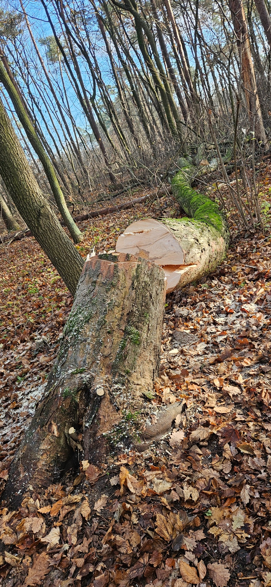 Ścięte drzewo w lesie, pień pokryty mchem, w tle drzewa i opadłe liście.
