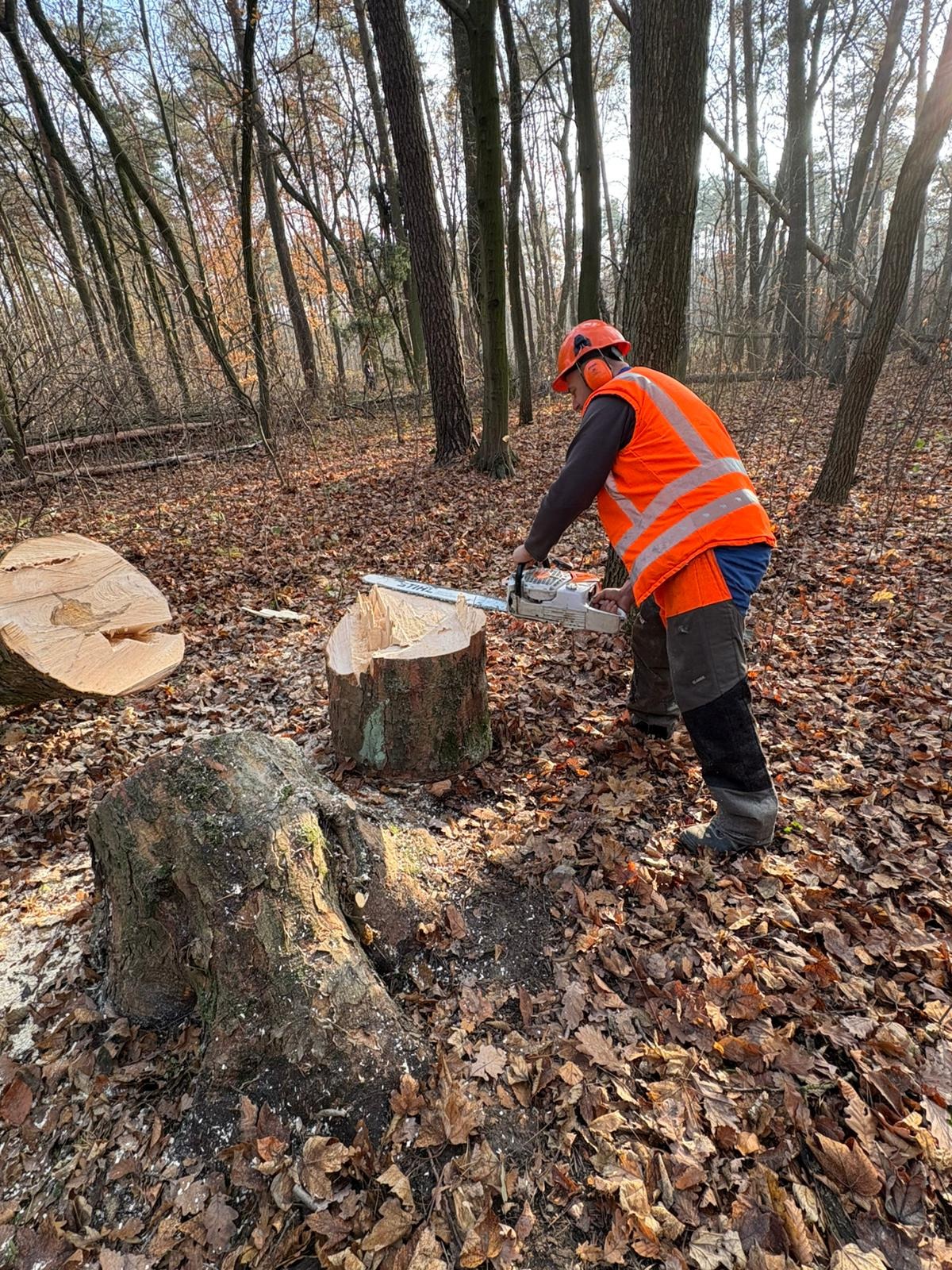 Pracownik w kasku i kamizelce ochronnej, używający piły spalinowej do cięcia pnia drzewa w lesie liściastym, obok leżą ścięte kawałki pnia.