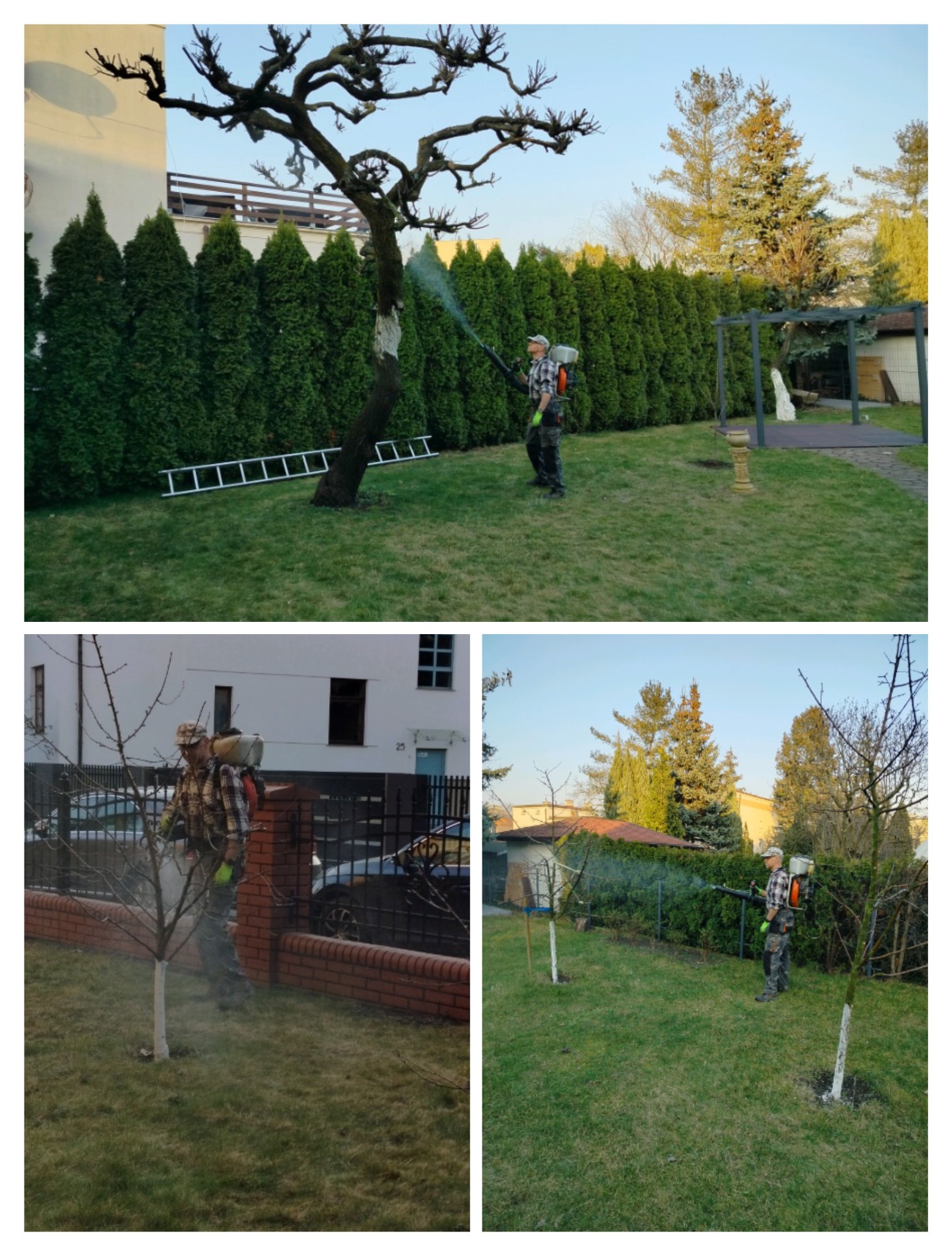 Opryskiwanie drzew w ogrodzie z użyciem opryskiwacza plecakowego, widoczna drabina oparta o drzewo i rząd tuj w tle.