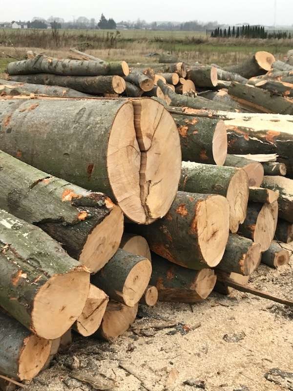 Stos pociętych kłód drewna liściastego z wyraźnym pęknięciem na jednym z przekrojów, otoczony drobnymi wiórami, na tle łąki.