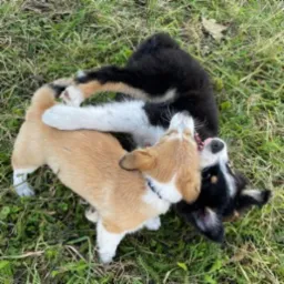 Dwa szczeniaki, jeden rudy corgi i drugi czarno-biały border collie, bawią się na trawie, wzajemnie się podgryzając.