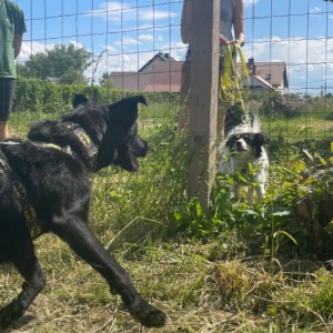 Dwa psy w trakcie spaceru na zewnątrz: czarny pies z ozdobną uprzężą podbiega do ogrodzenia, za którym stoi biało-czarny pies z osobą trzymającą smycz. W tle trawa, krzaki, ogrodzenie i dom.