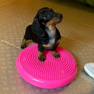 Szczeniak jamnika krótkowłosego, czarny podpalany, stoi na różowym dysku sensorycznym na metalowej podłodze, ćwiczenia równowagi.