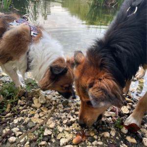 Dwa psy wąchają kamienie i żołędzie na brzegu płytkiego strumienia, w tle zielona roślinność.