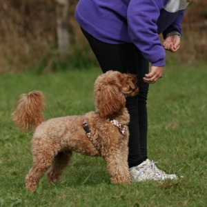 Brązowy pudel miniaturowy stoi na trawie obok osoby w czarnych legginsach i butach sportowych, w tle rozmyte drzewa.